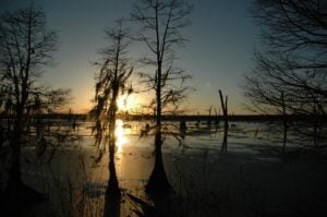 Bayou
